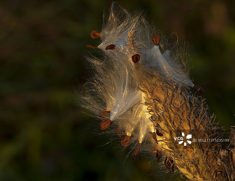 植物上的蒲公英特写图片素材