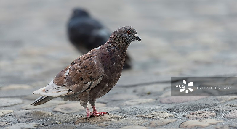 瑞士巴塞尔，栖息在人行道上的鸽子特写图片素材