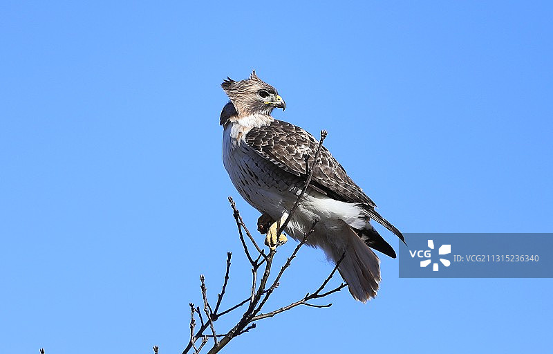 美国伊利诺伊州格伦维尤，栖息在树枝上的鹰图片素材