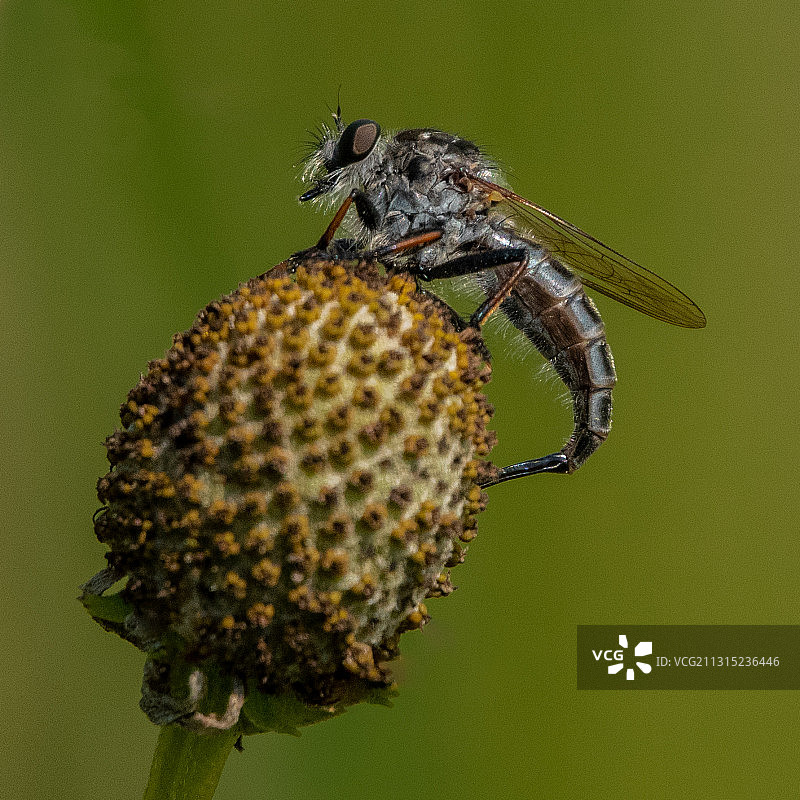 昆虫在花上的特写图片素材