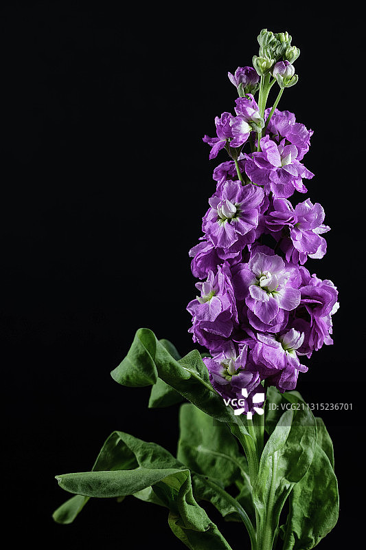 东格林斯蒂德黑色背景下的紫色花朵特写，英国图片素材