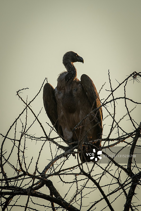 秃鹰栖息在裸树上的低角度视图，纳米比亚图片素材