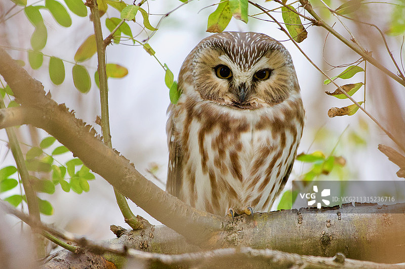 加拿大，锯齿鸮栖息在树枝上图片素材