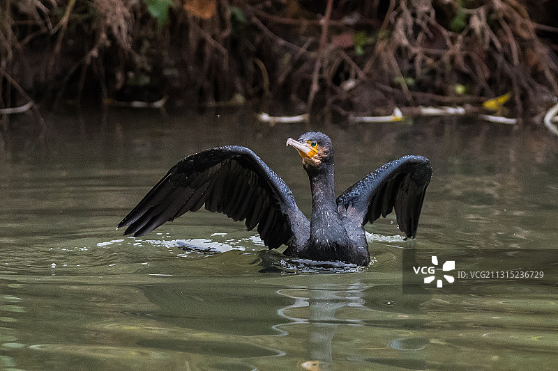 灰鹭飞越卢森堡克劳森湖泊特写图片素材