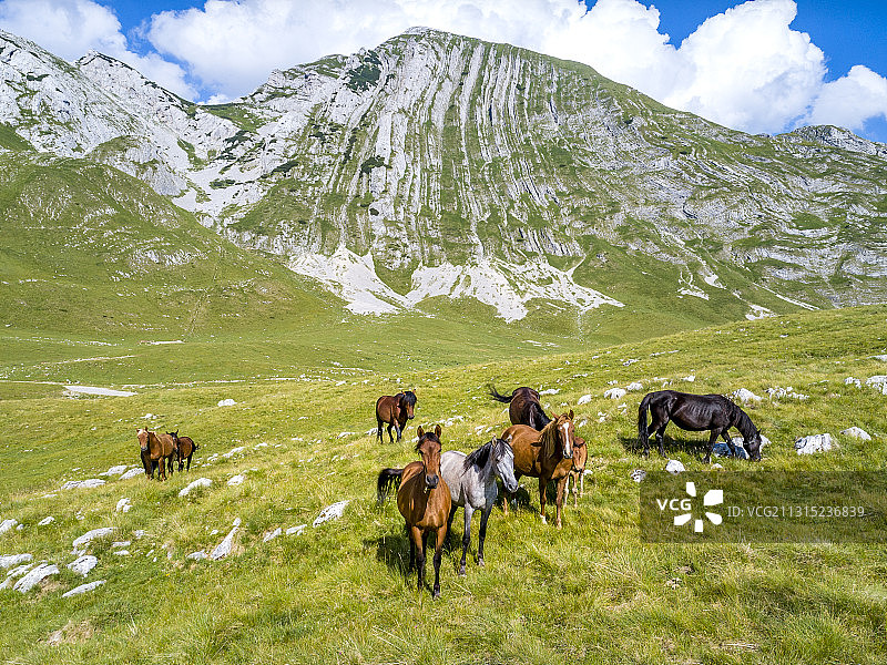 俯视角度拍摄的在田野上的马，杜米托尔，黑山共和国图片素材