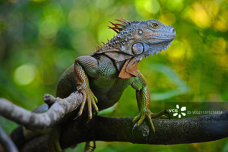 哥斯达黎加阿拉胡埃拉省树枝上的鬣蜥特写图片素材