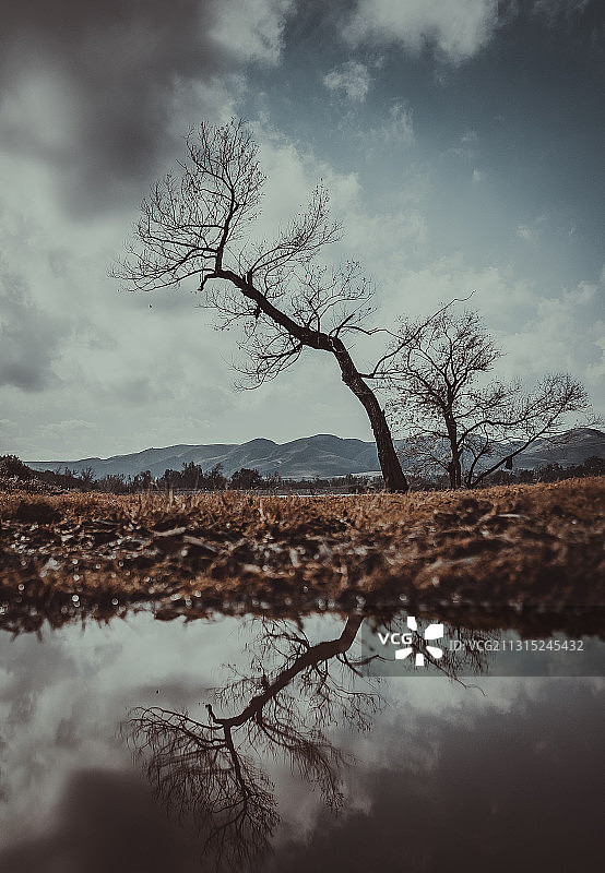 树的倒影图片素材