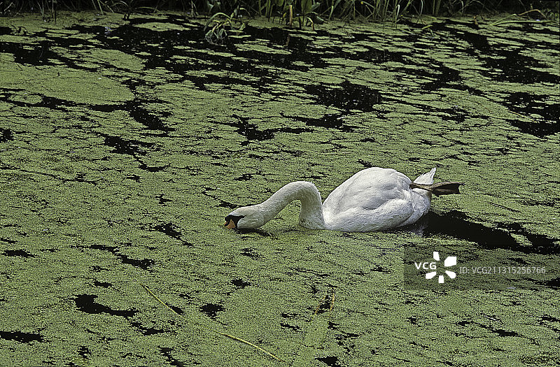 疣鼻天吃着浮萍图片素材