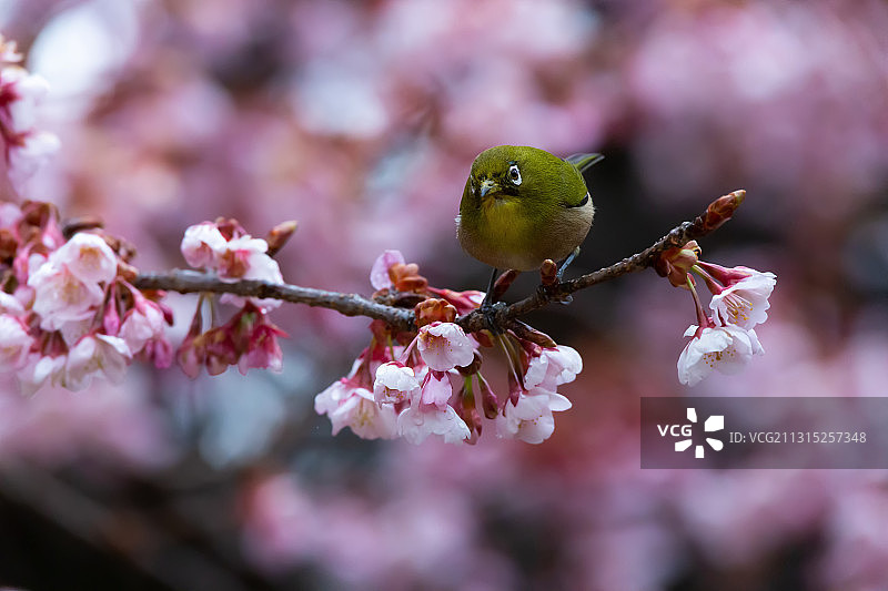 栖息在樱花上的鸣禽特写图片素材