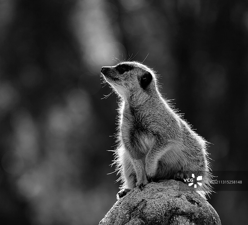 坐在岩石上的猫鼬特写图片素材