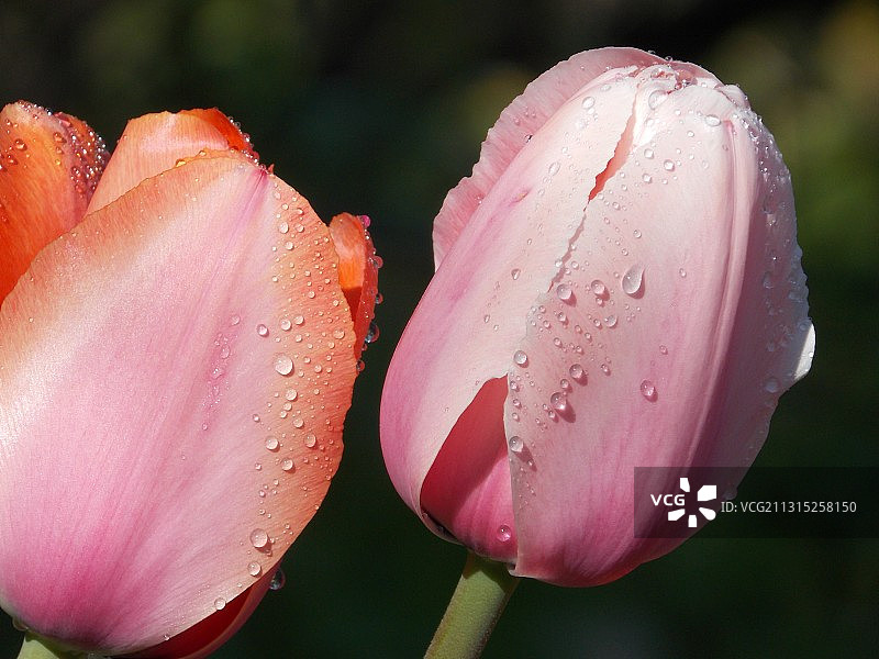 湿粉色玫瑰花特写图片素材