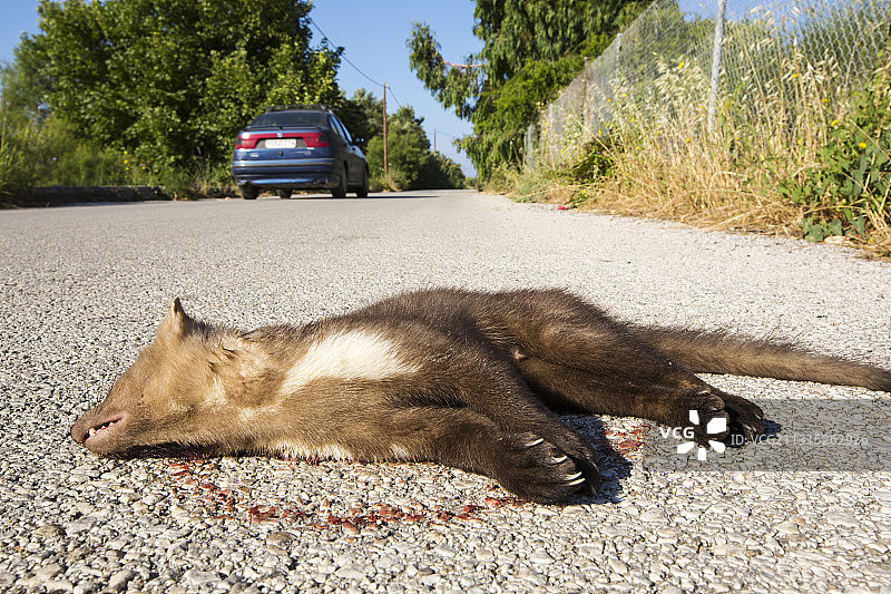 在希腊莱斯沃斯岛斯卡拉埃雷苏被路杀的欧洲松貂图片素材