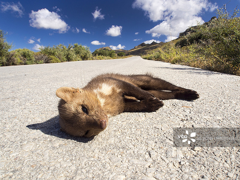 一只在希腊莱斯沃斯岛公路上被撞死的欧洲松貂图片素材