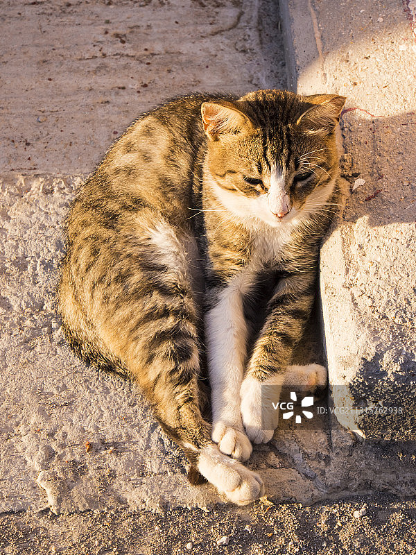 希腊莱斯沃斯岛上的众多野猫之一图片素材
