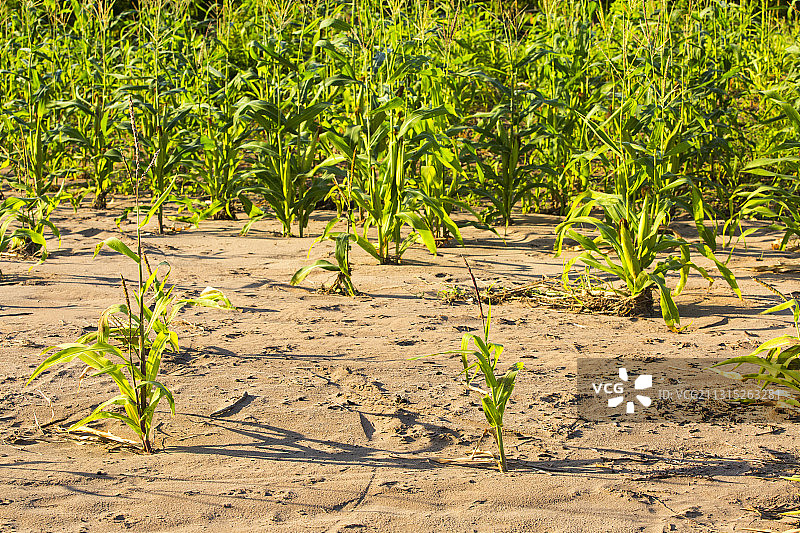 马拉维有史以来最严重的洪水对希雷河附近奇克瓦瓦的玉米作物造成洪水破坏图片素材