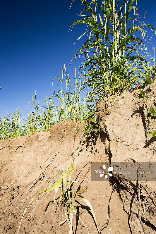马拉维洪灾冲毁的玉米农田图片素材