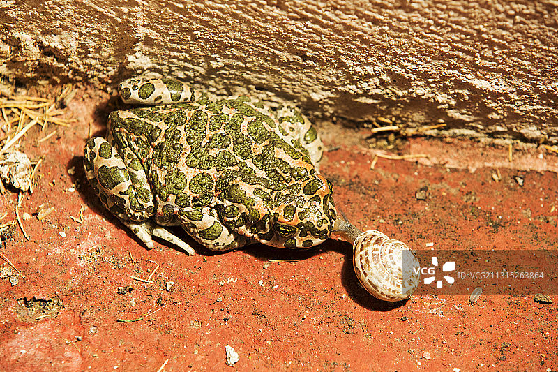 希腊莱斯沃斯岛斯卡拉埃雷苏的绿蟾蜍图片素材