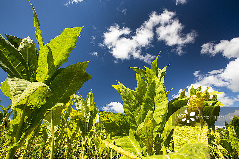 非洲马拉维的经济作物烟草种植图片素材