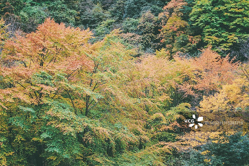 秋天的唐家河图片素材