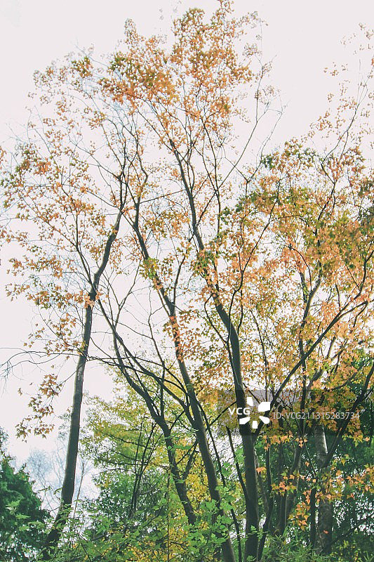 秋天的唐家河图片素材