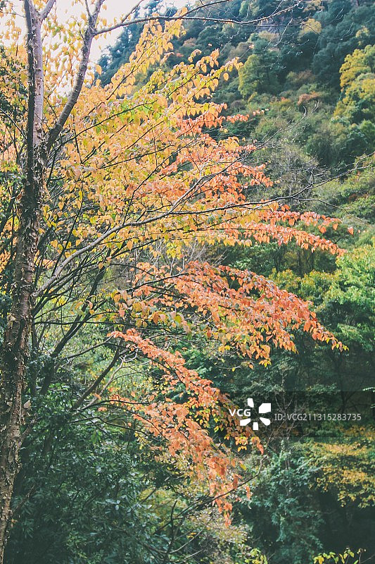 秋天的唐家河图片素材