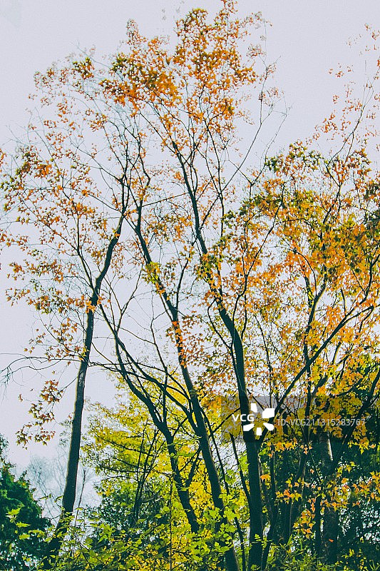 秋天的唐家河图片素材