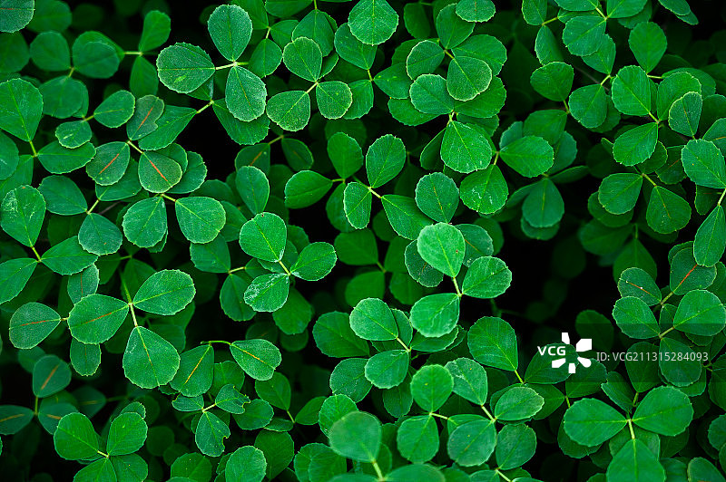 苜蓿纯图片素材