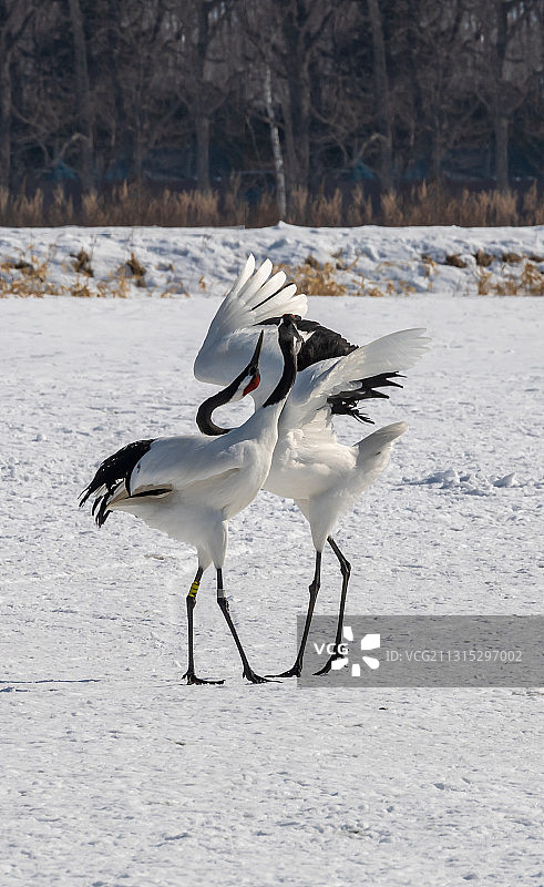 鹤之舞图片素材
