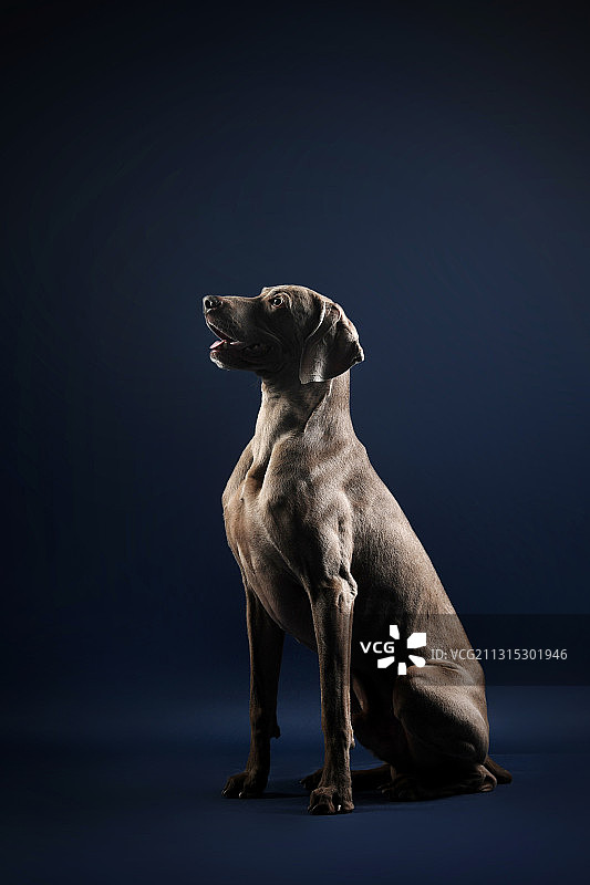纯色背景下的威玛猎犬图片素材