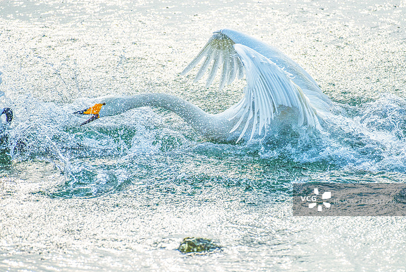 竭尽全力。大天鹅追咬同类时，会使足力气，追赶撕咬。图片素材