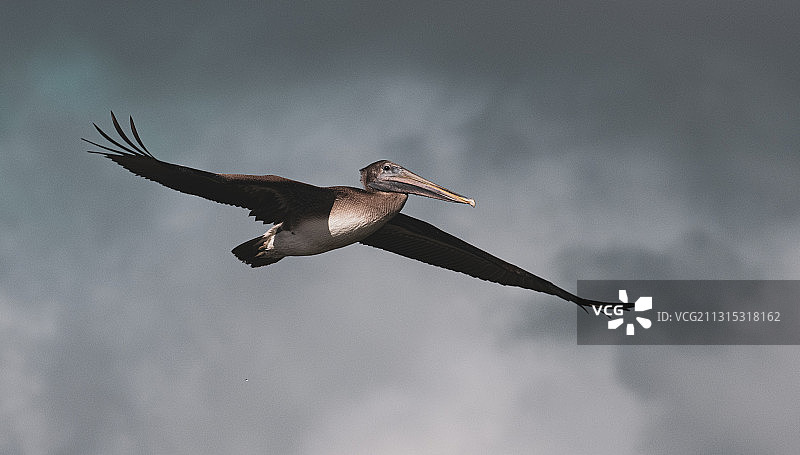 低角度拍摄的鹈鹕在空中飞翔，美国佛罗里达州马坦萨斯河口图片素材