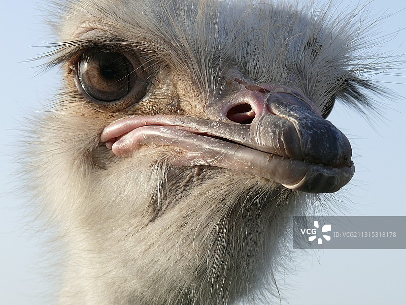 晴空下的鸵鸟特写图片素材