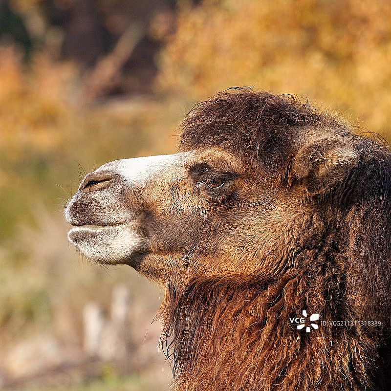 双峰驼特写，捷克共和国图片素材