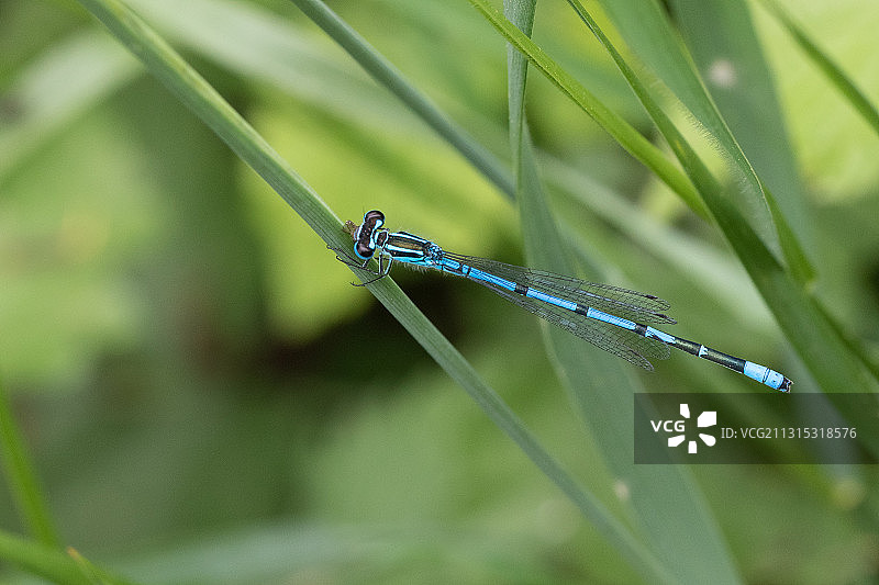 豆娘在树叶上的特写，保加利亚贝兹登图片素材