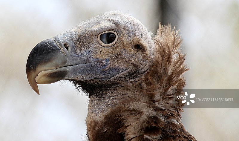 特写的鹰图片素材