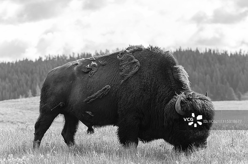 田野上的野牛特写，美国黄石国家公园图片素材
