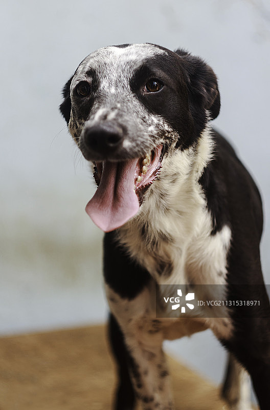 秘鲁卡亚俄吐舌头的纯种狗特写图片素材