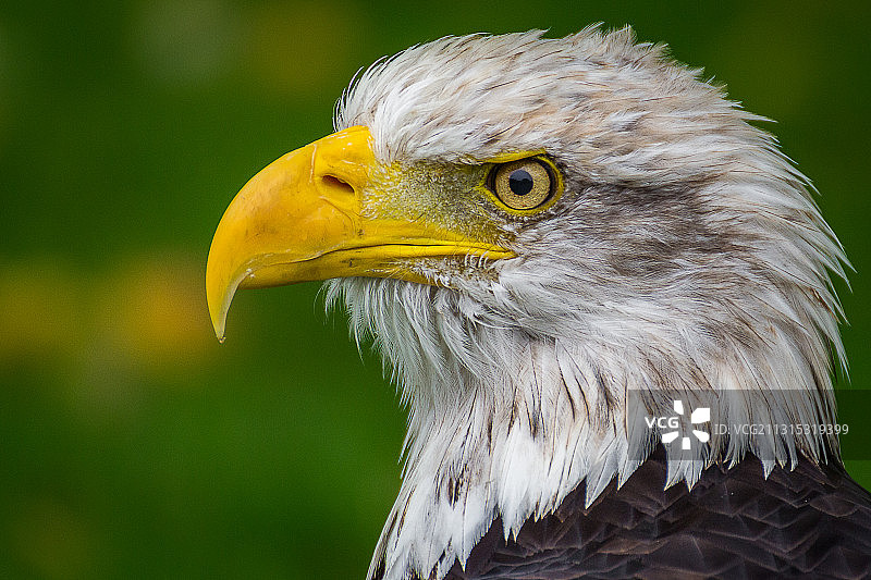 秃鹰特写图片素材