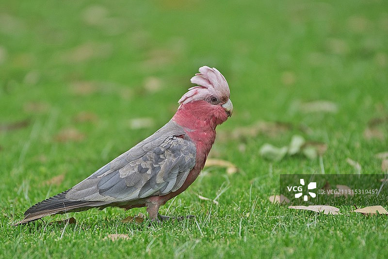 草地上鹦鹉的特写图片素材