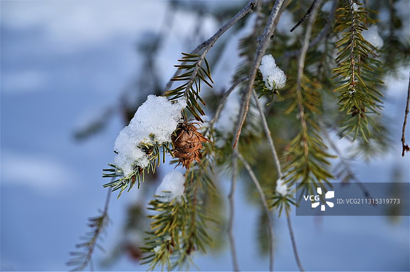 冬季植物上的雪特写，美国科罗拉多州丹佛市图片素材