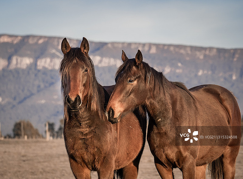 站在田野上的马的肖像，维多利亚州，澳大利亚图片素材