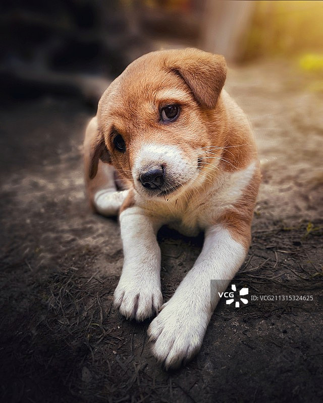 小狗坐在地板上的 портрет图片素材