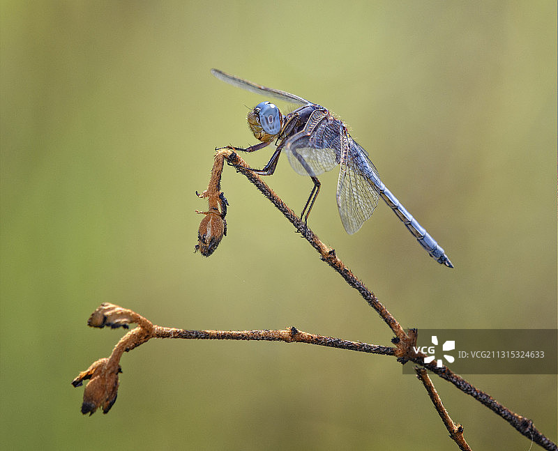 蜻蜓在小枝上的特写图片素材