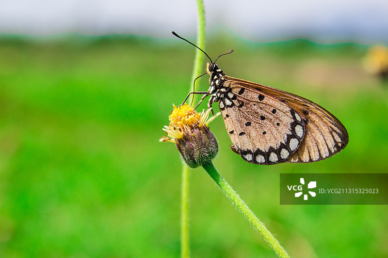 蝴蝶在印度尼西亚东爪哇谏义里花朵上采蜜特写图片素材