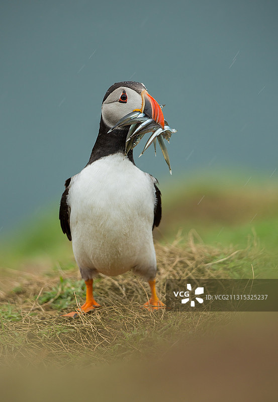 北大西洋海鹦在田野上手持盐水鳗鱼特写，斯科默岛，哈弗福韦斯特，英国图片素材