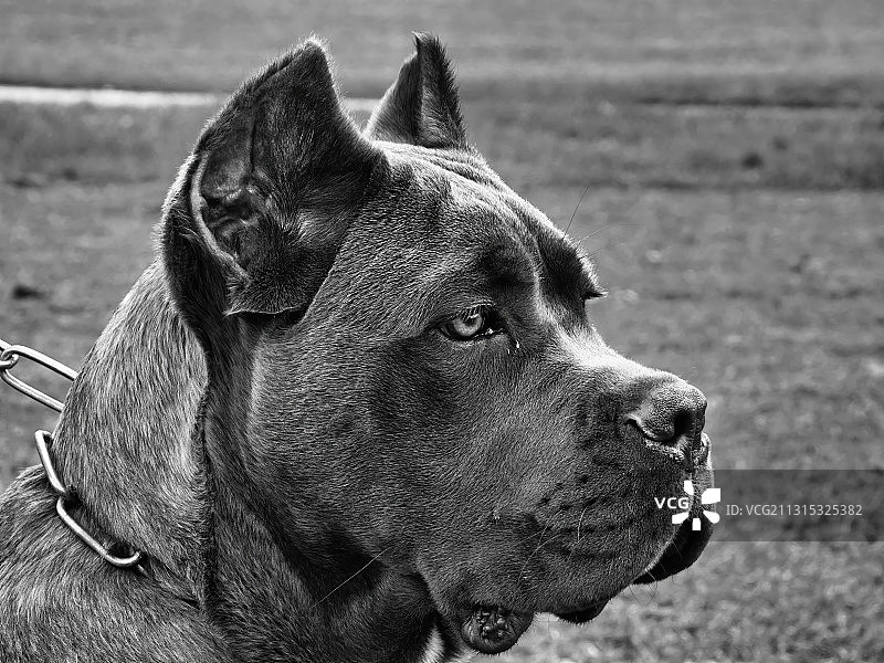 纯种獒犬望向远方特写，英国图片素材