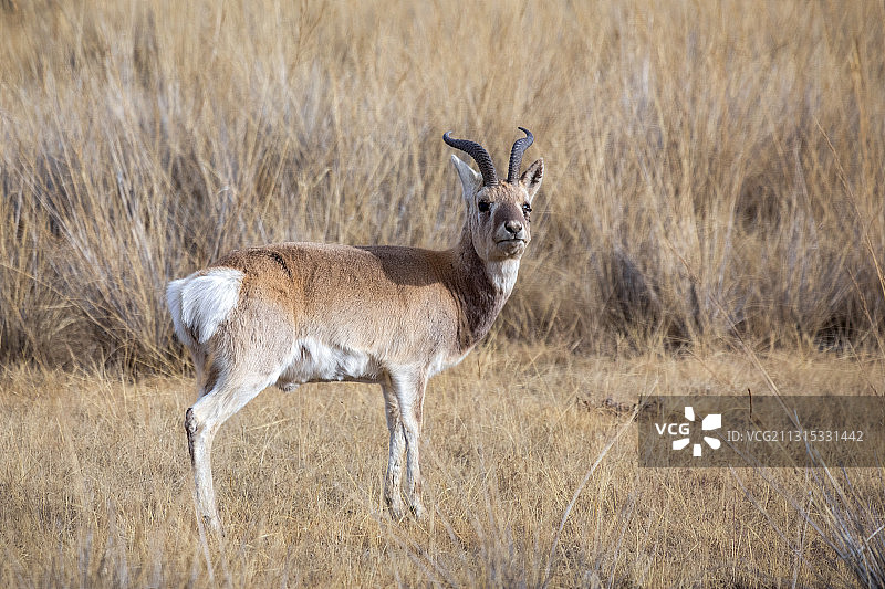 普氏原羚图片素材