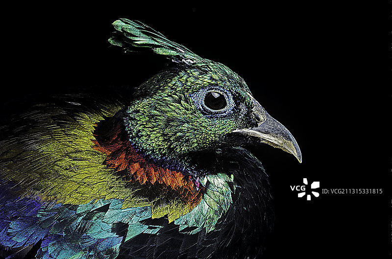 棕尾虹雉（喜马拉雅雉鸡）图片素材