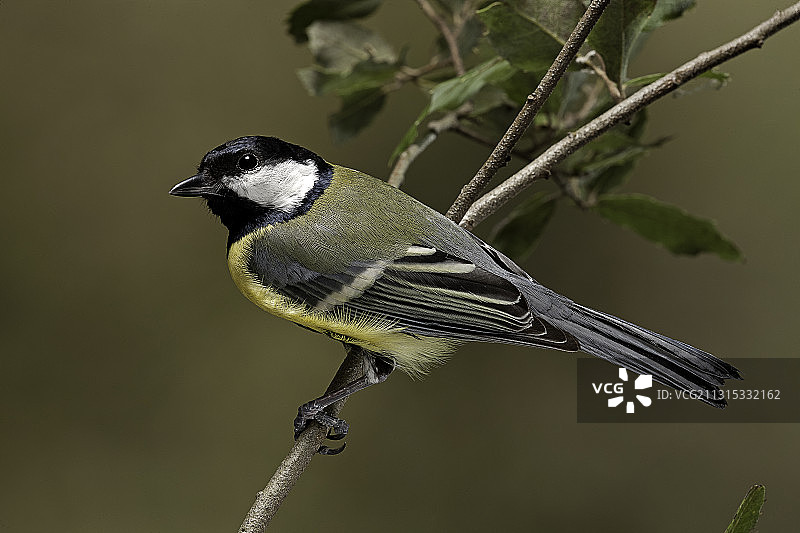 大山雀图片素材