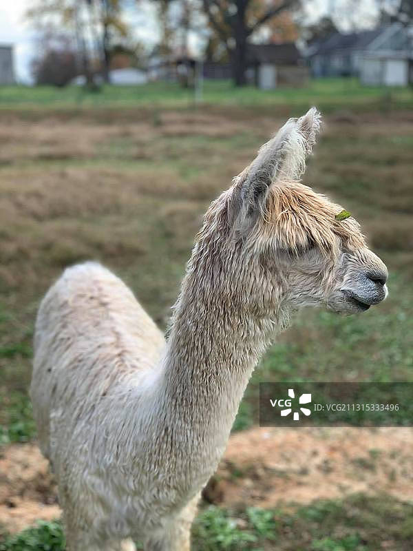 田野上袋鼠的特写图片素材